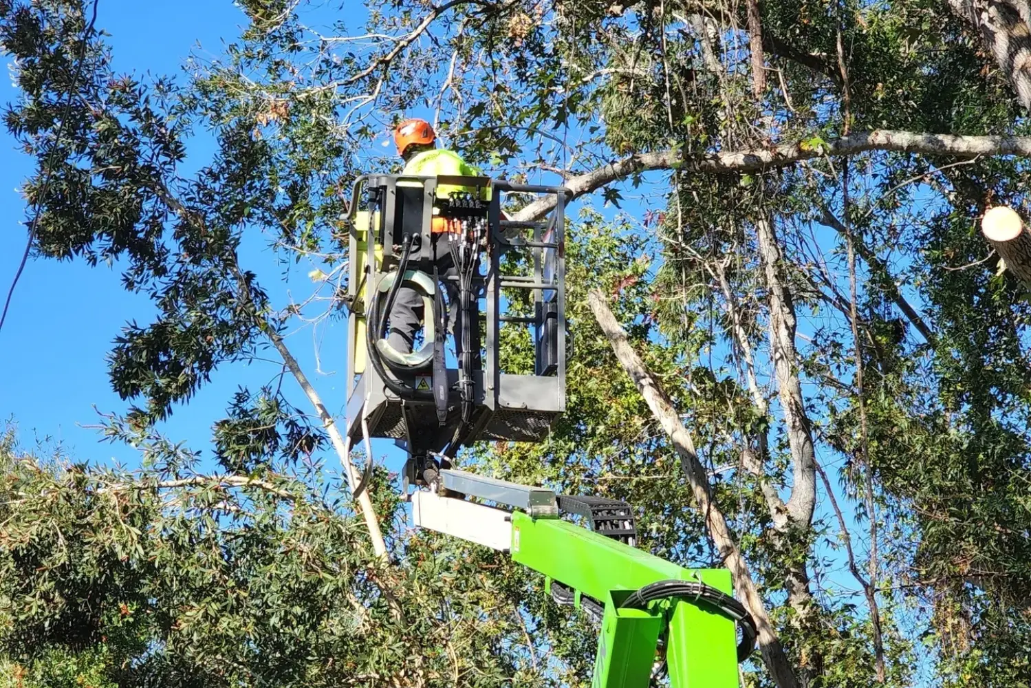 1744353845782_Untitled_20design A man in a crane is working on the tree.