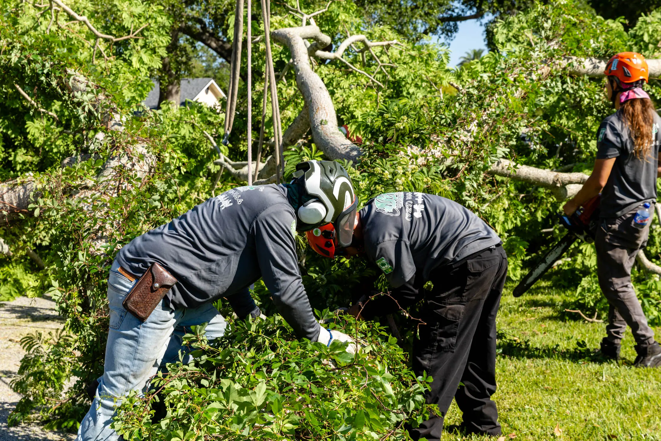 GoDaddy_-1011 Two men working on a tree in the woods.