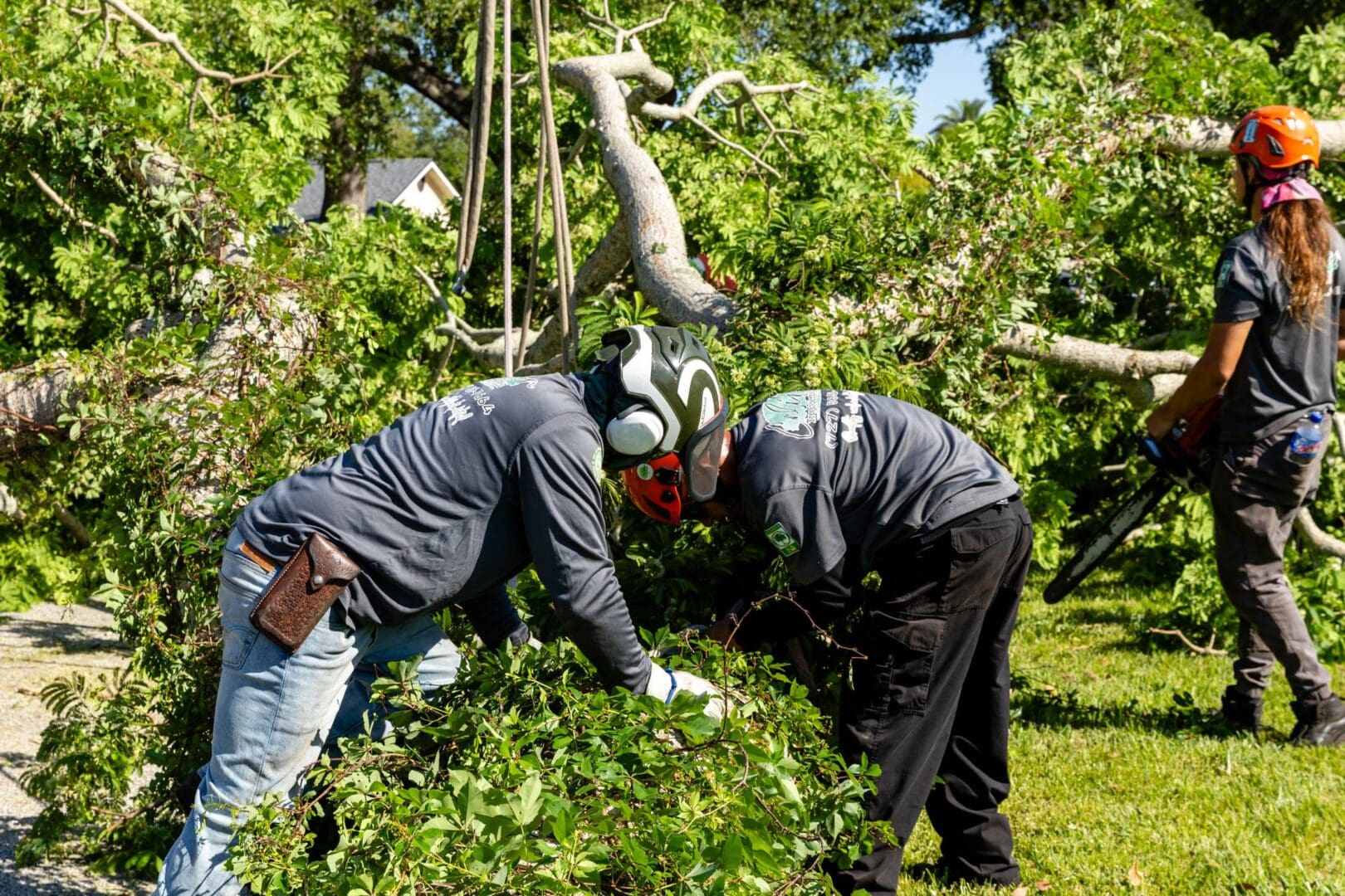 Two men working on a tree in the woods.