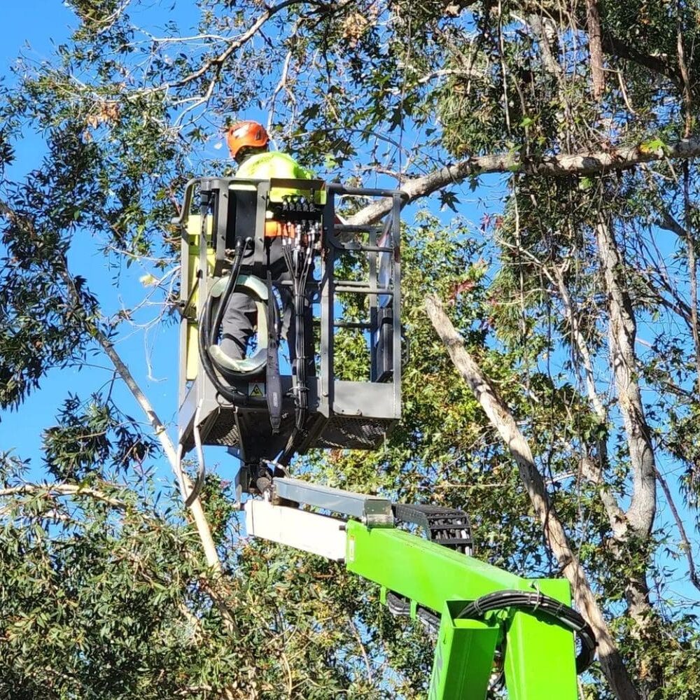 A man in a crane is working on the tree.