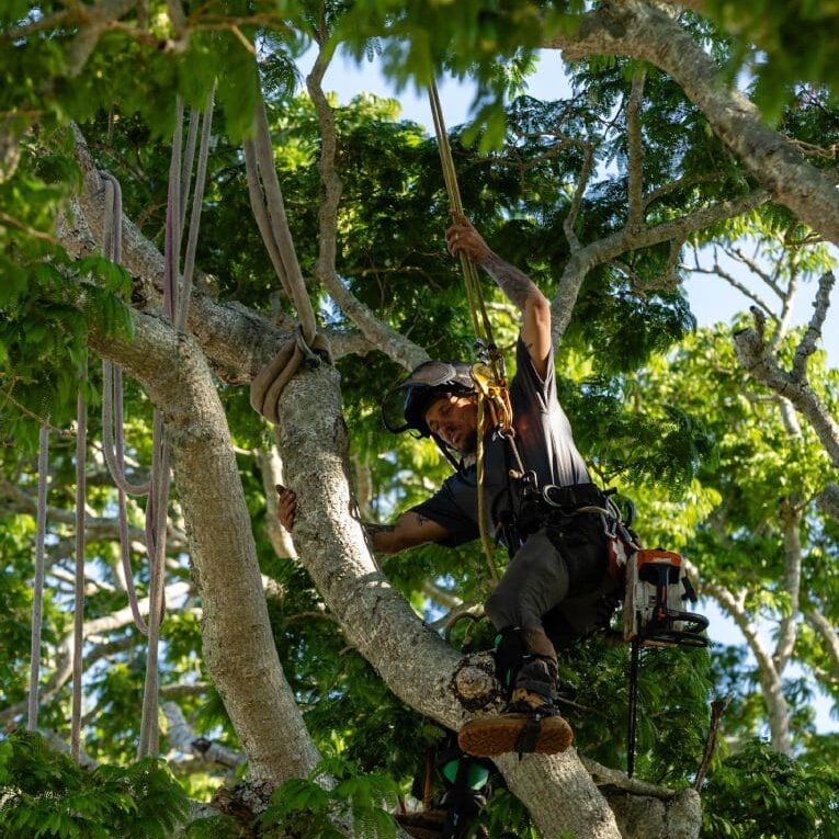 A man in black shirt climbing up tree.