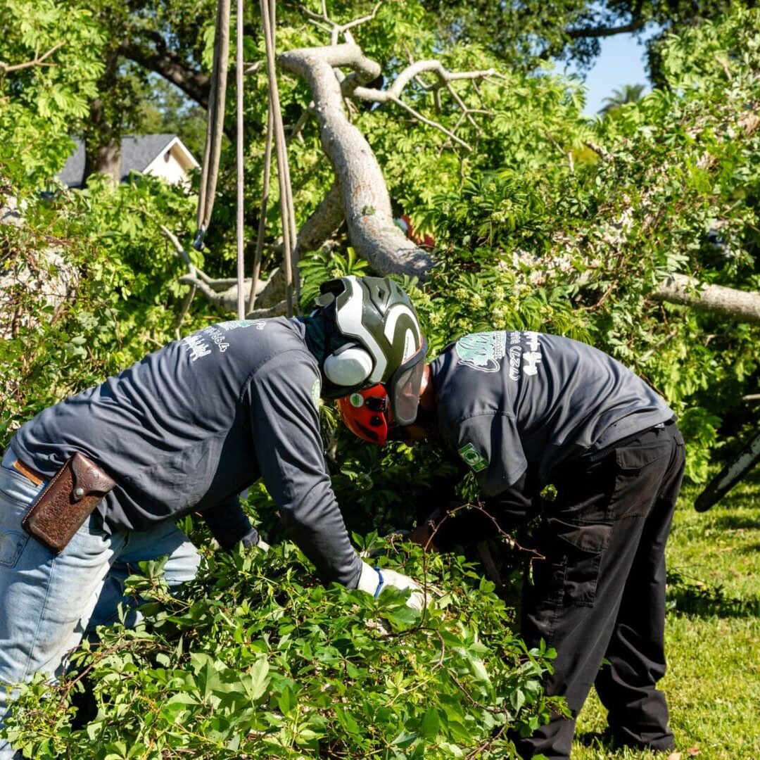 Two men working on a tree in the woods.