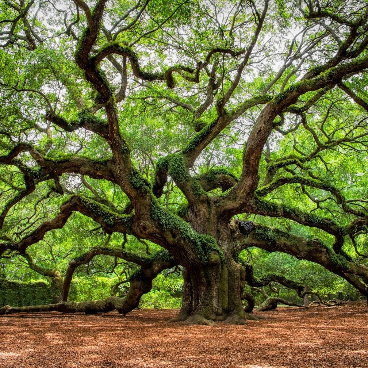 Oak specialist 1