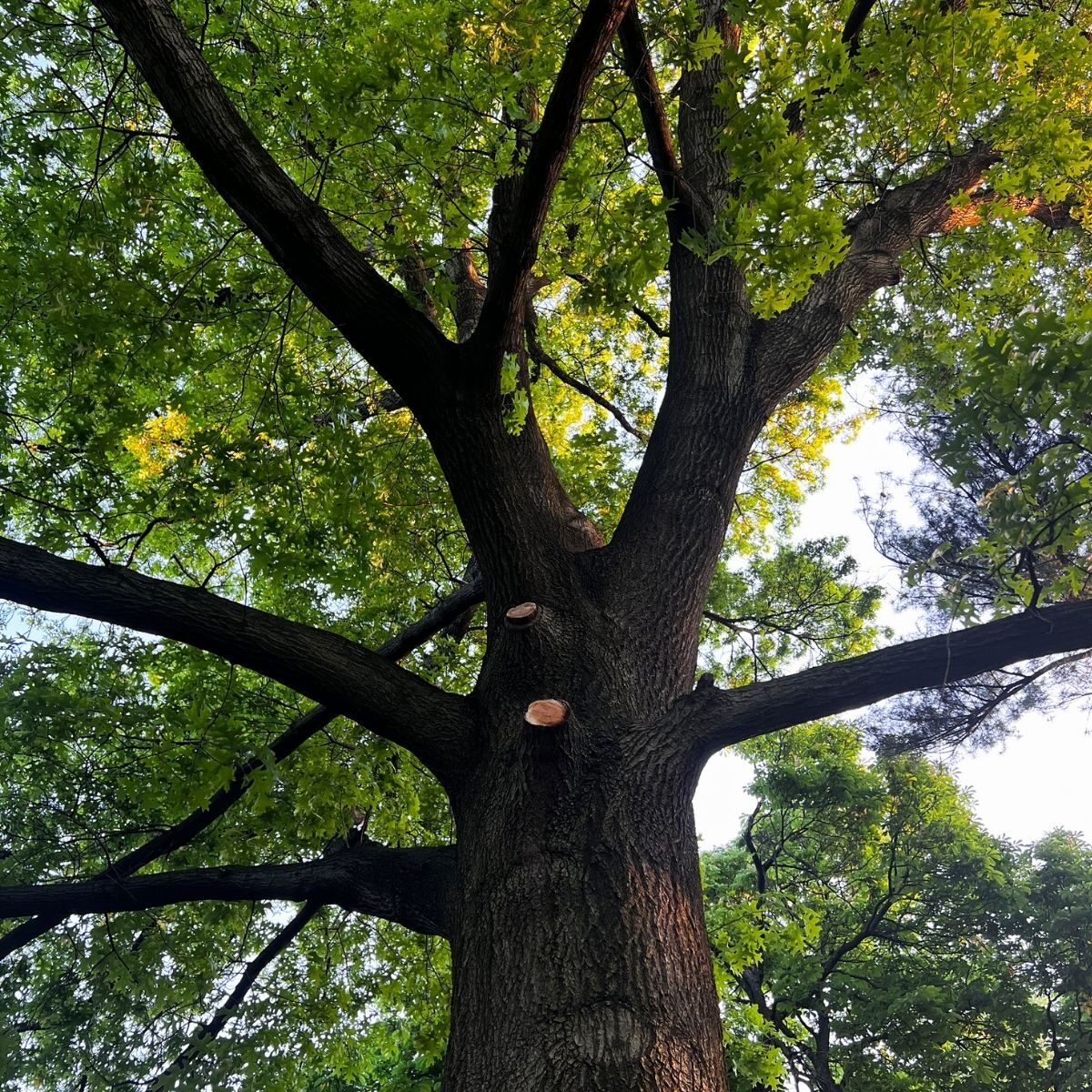 Oak specialist 2