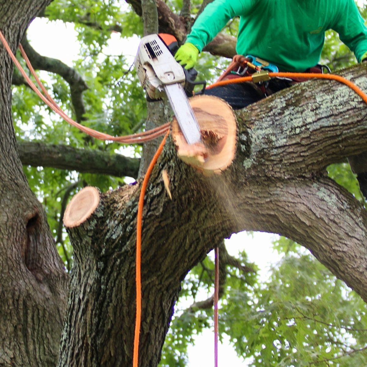 Oak specialist 3