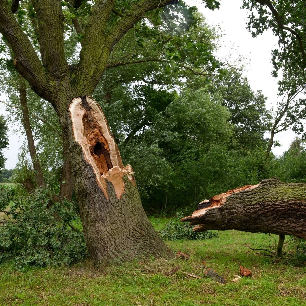 Oak specialist 4
