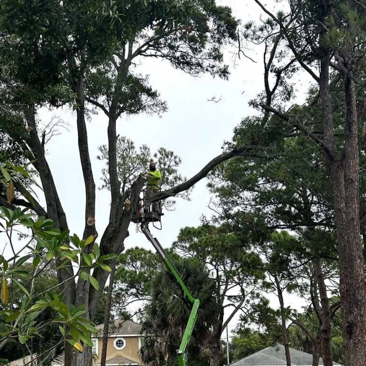 tree trimming 2